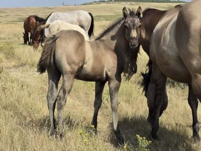 Bluestem Steely JW<BR>AQHA 6501023